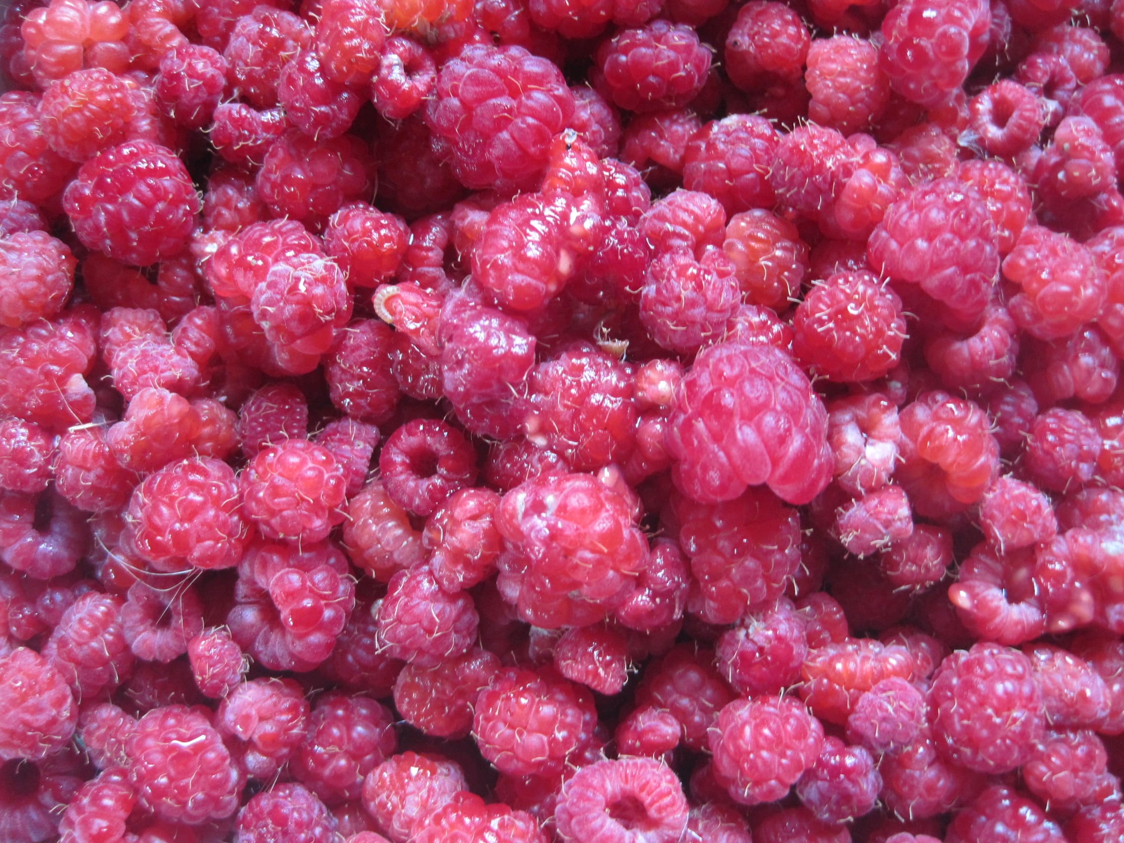 Raspberries August 2013