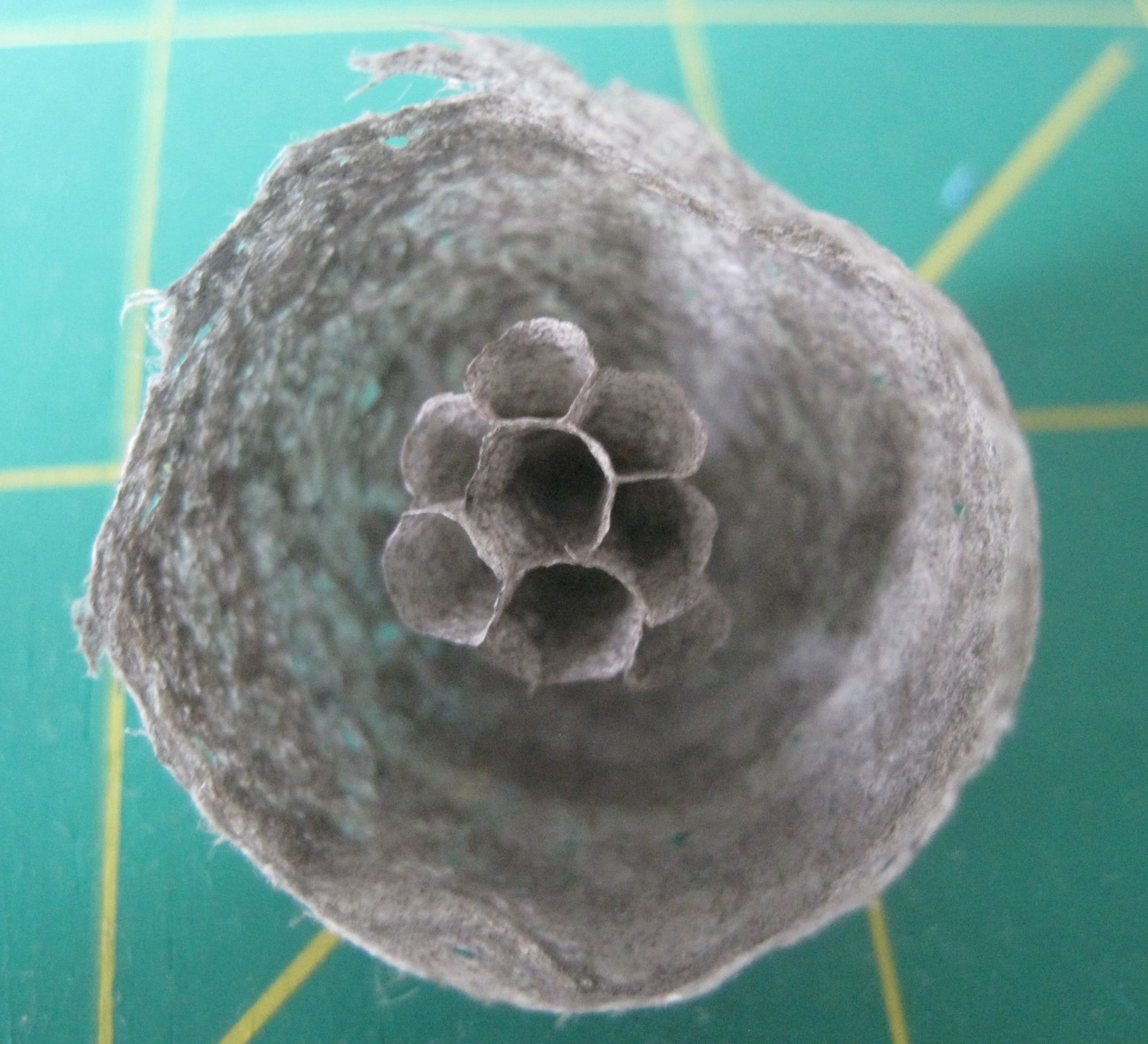 Maria Shell Image Journal #28