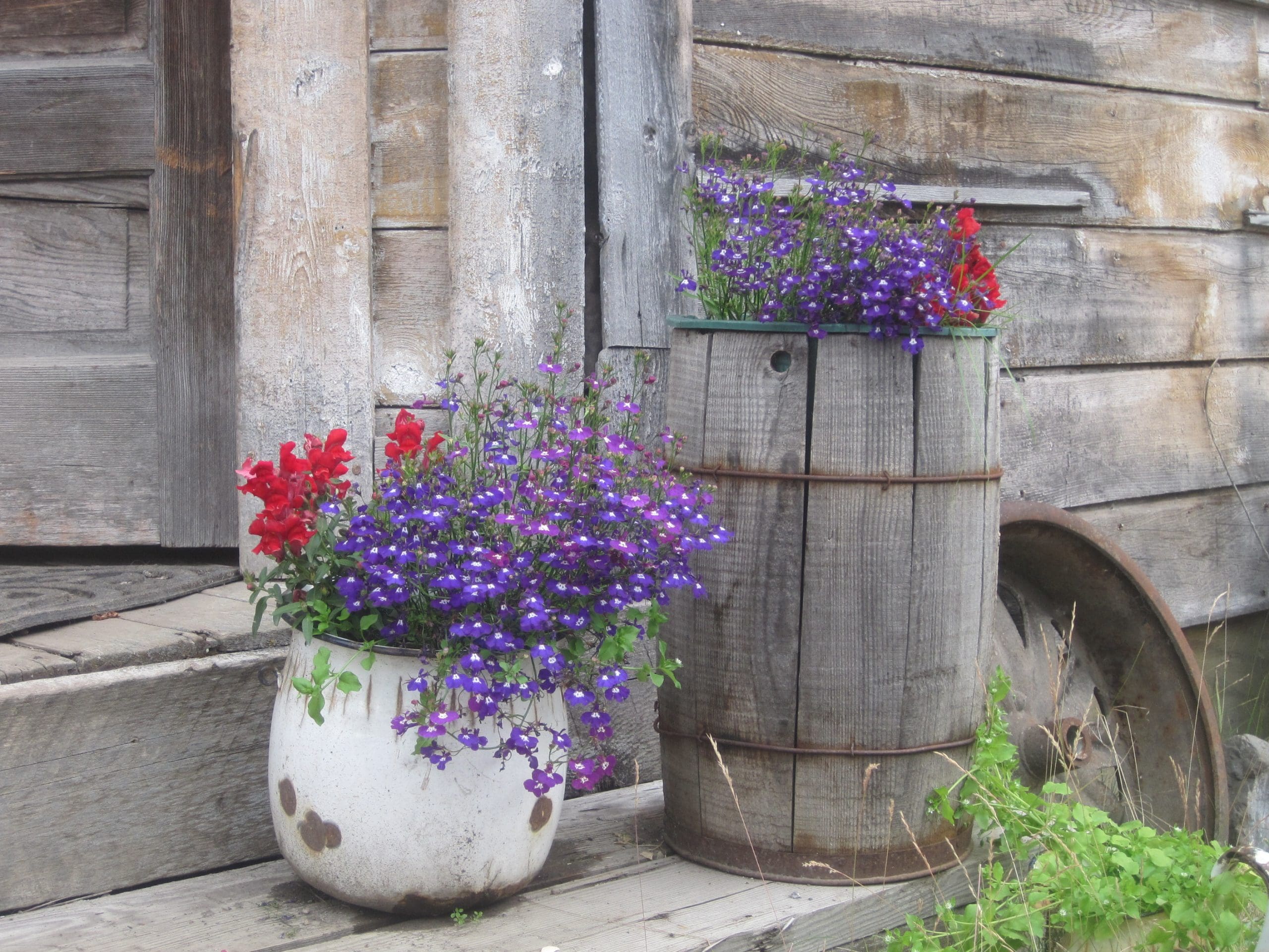 Maria Shell Vegetable Garden--McCarthy Style