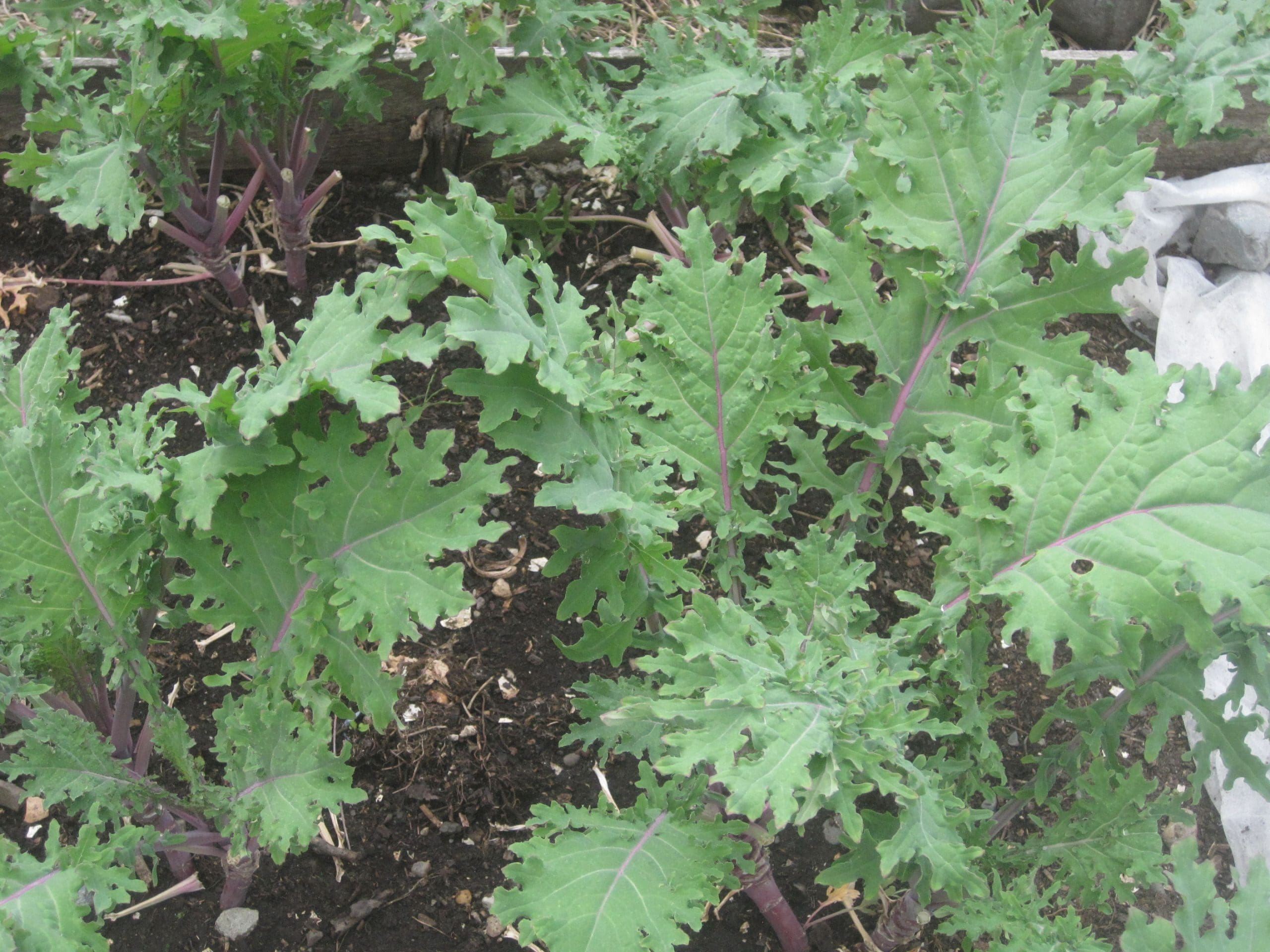 McCarthy Gardens--McCarthy Style