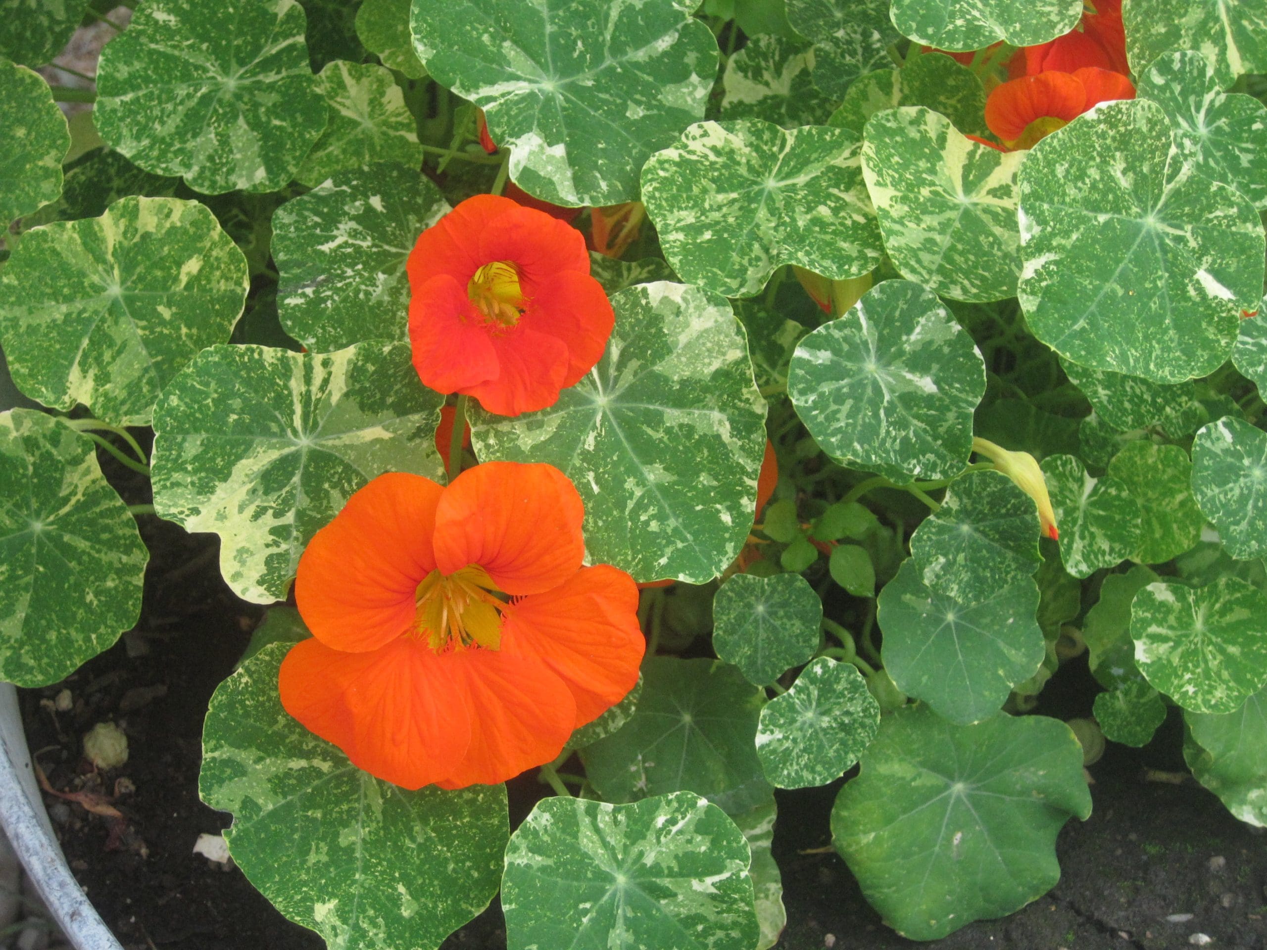 Maria Shell Vegetable Garden--McCarthy Style