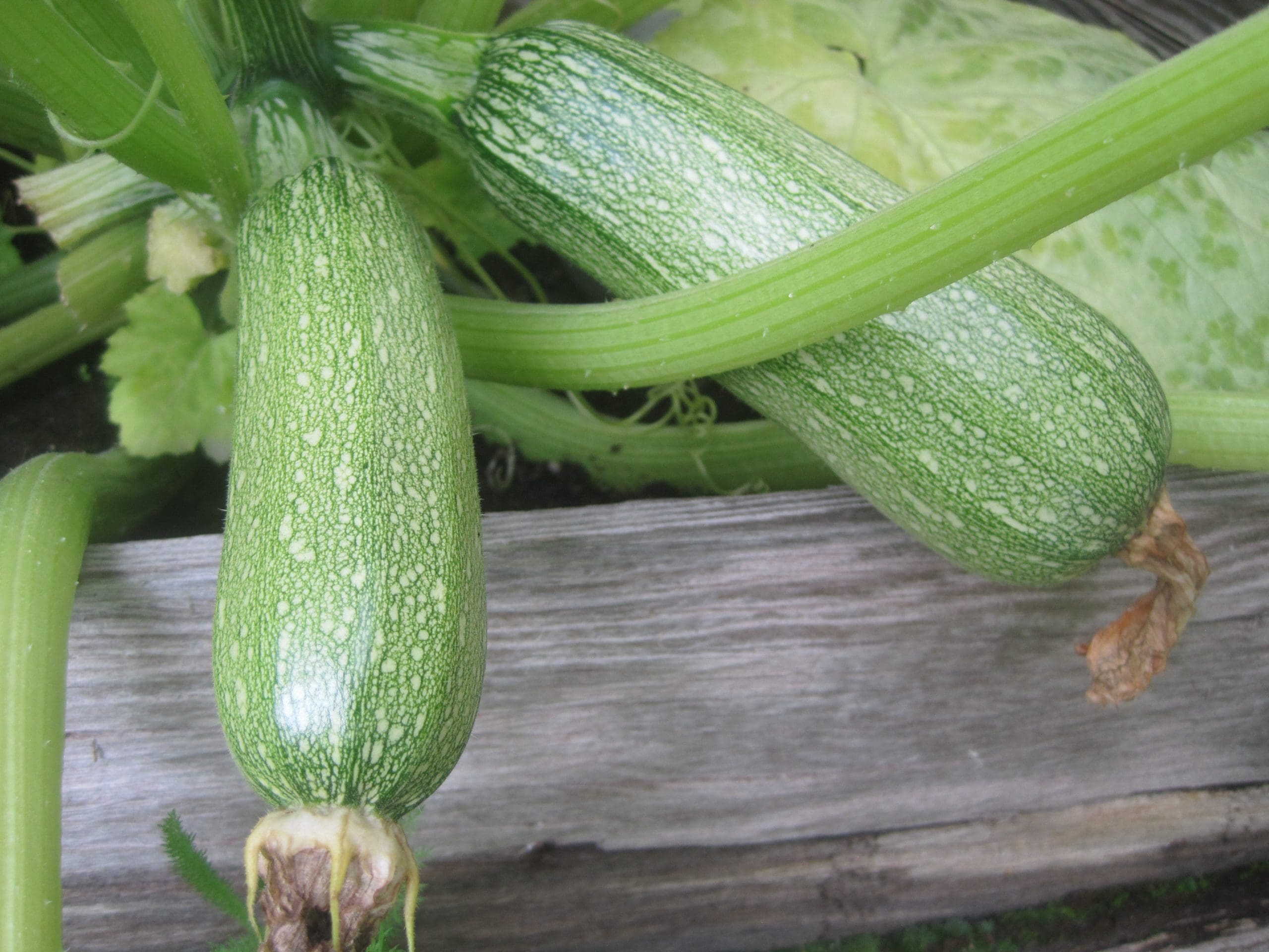 McCarthy Gardens--McCarthy Style