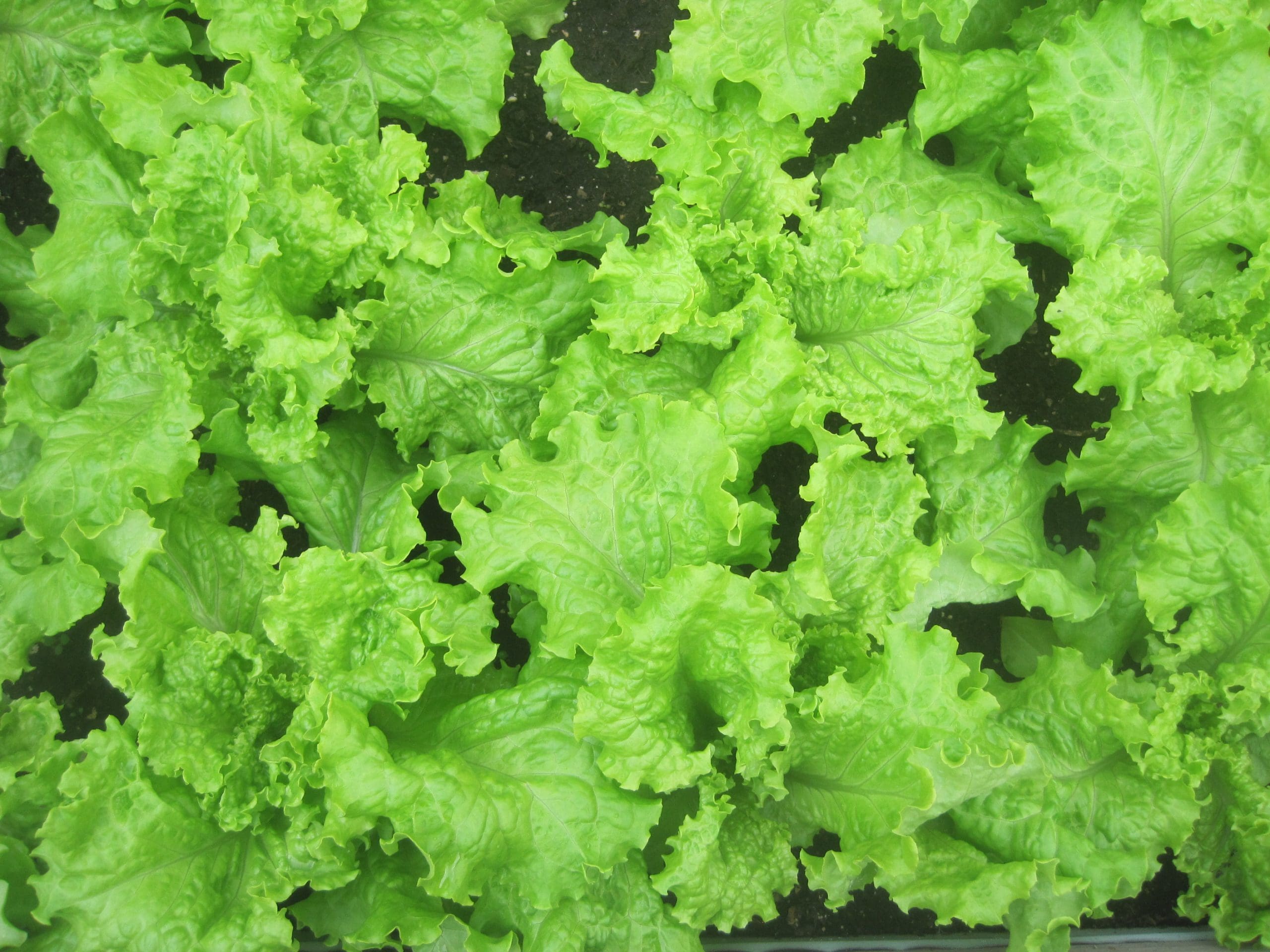 McCarthy Gardens--McCarthy Style