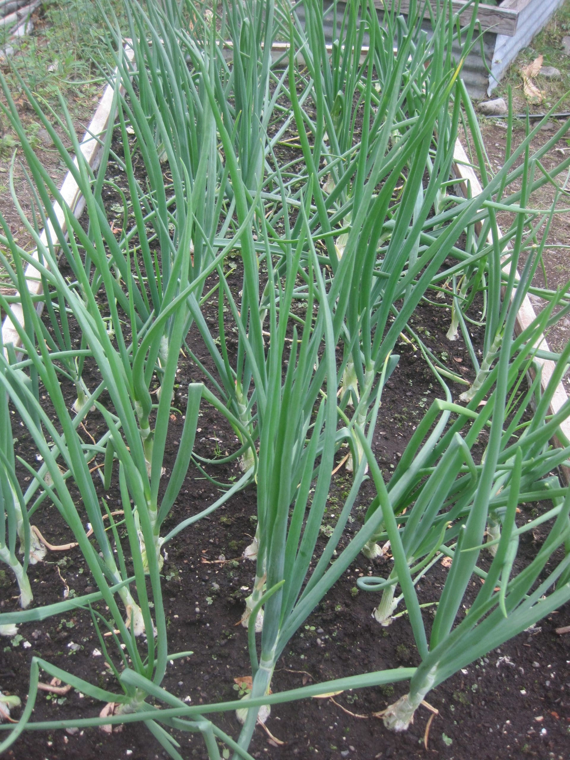 McCarthy Gardens--McCarthy Style