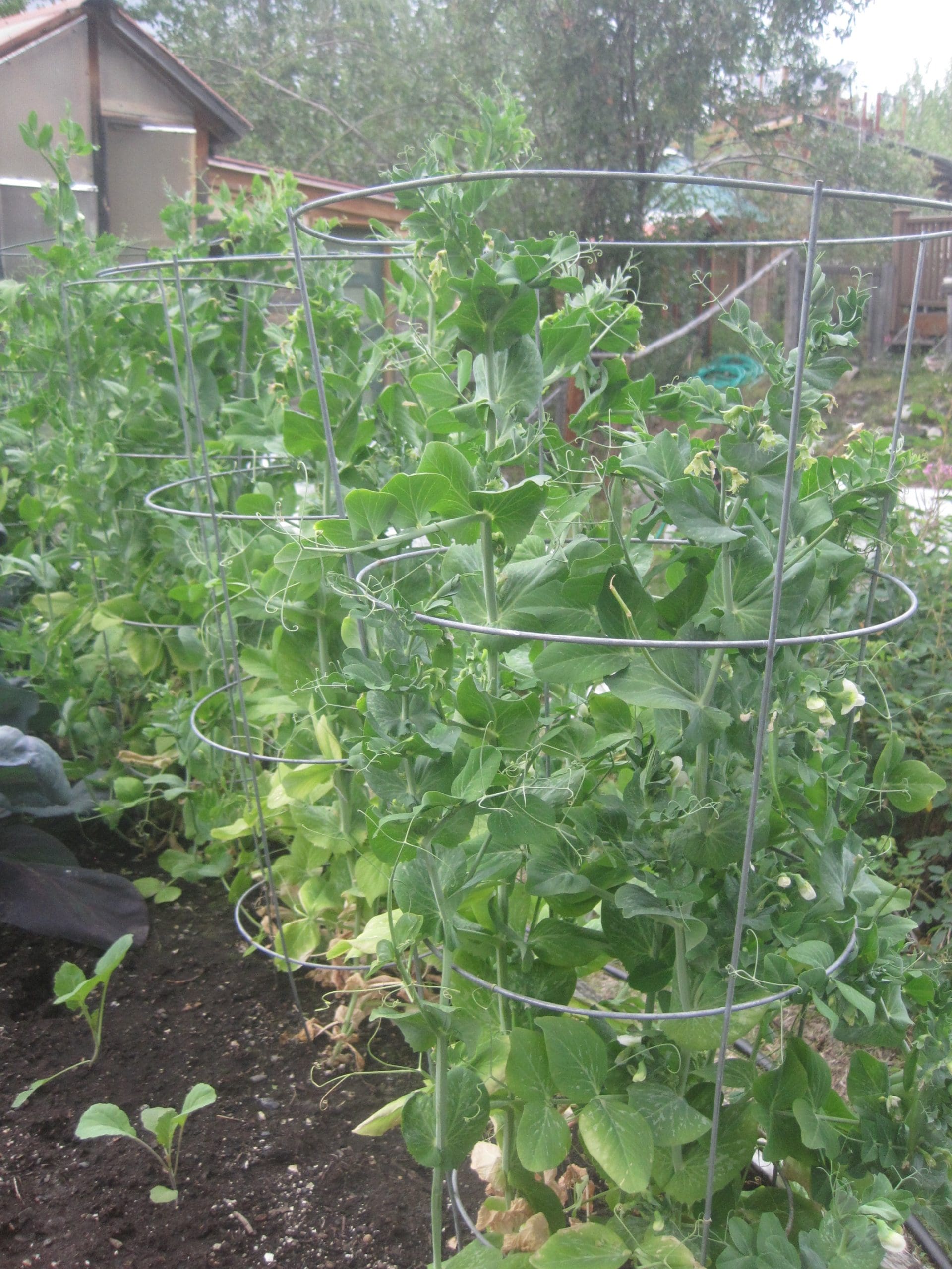 McCarthy Gardens--McCarthy Style