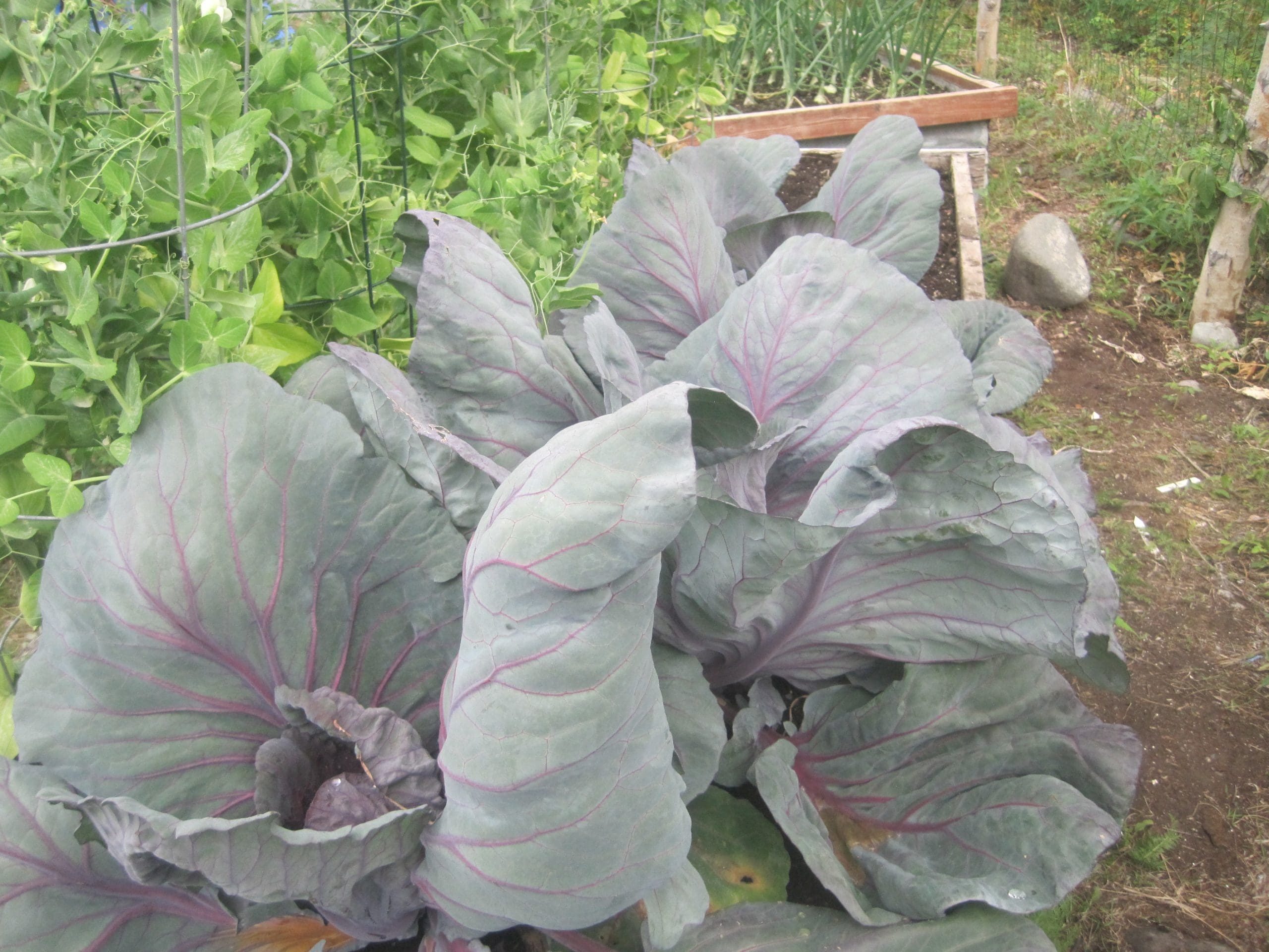 McCarthy Gardens--McCarthy Style