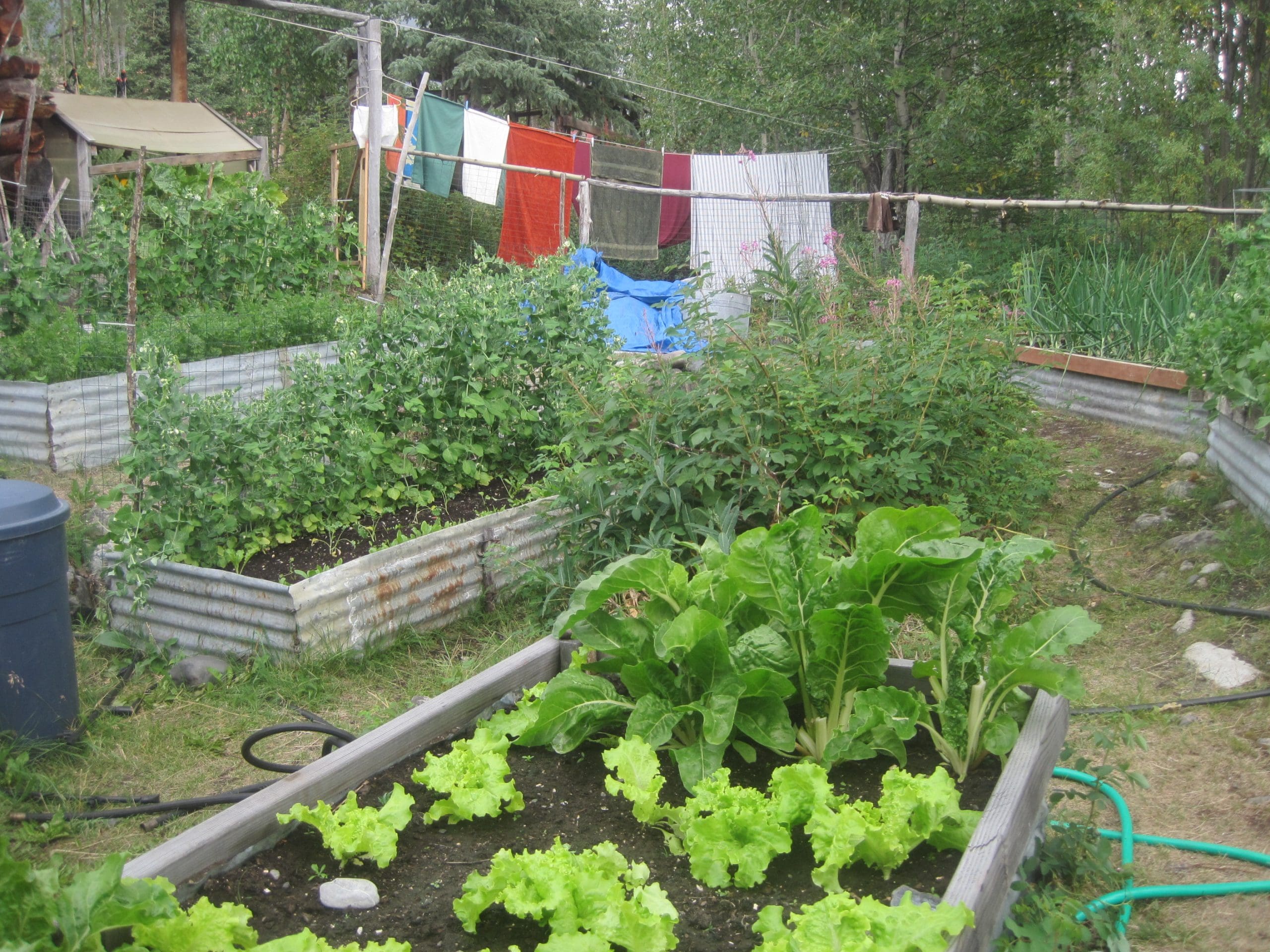 Maria Shell Vegetable Garden--McCarthy Style