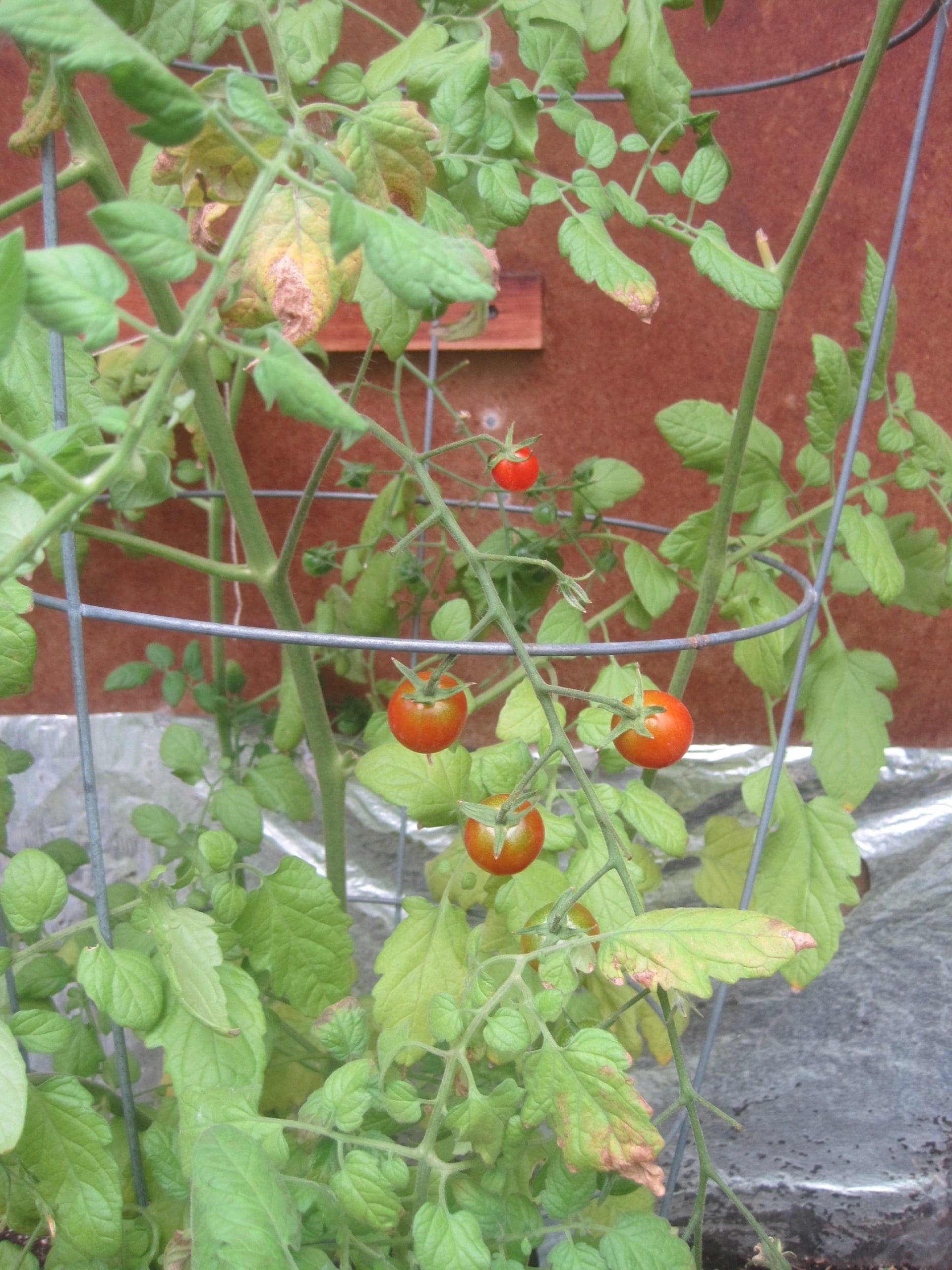 McCarthy Gardens--McCarthy Style